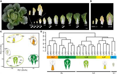 Series-Spatial Transcriptome Profiling of Leafy Head Reveals the Key Transition Leaves for Head Formation in Chinese Cabbage